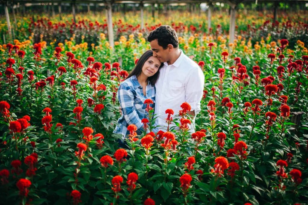 casal em holambra no meio das flores